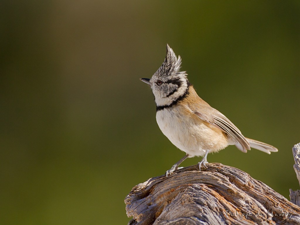 Mésange huppée