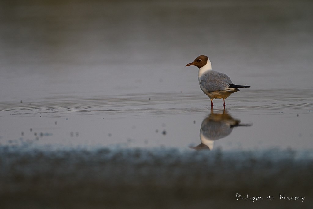 Mouette rieuse