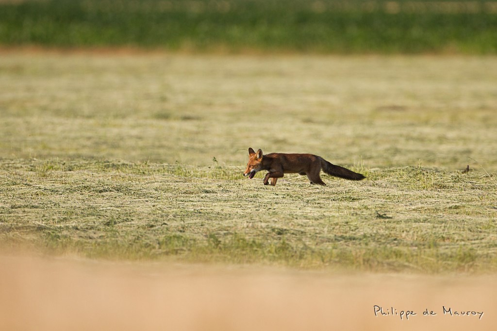 Renard