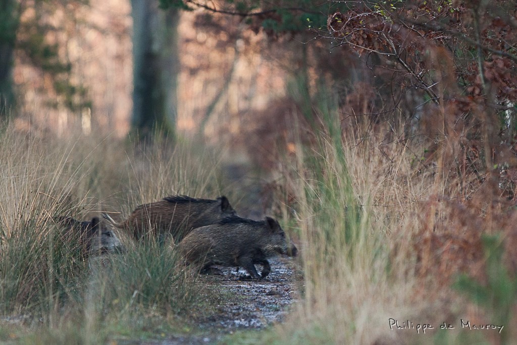 Sanglier