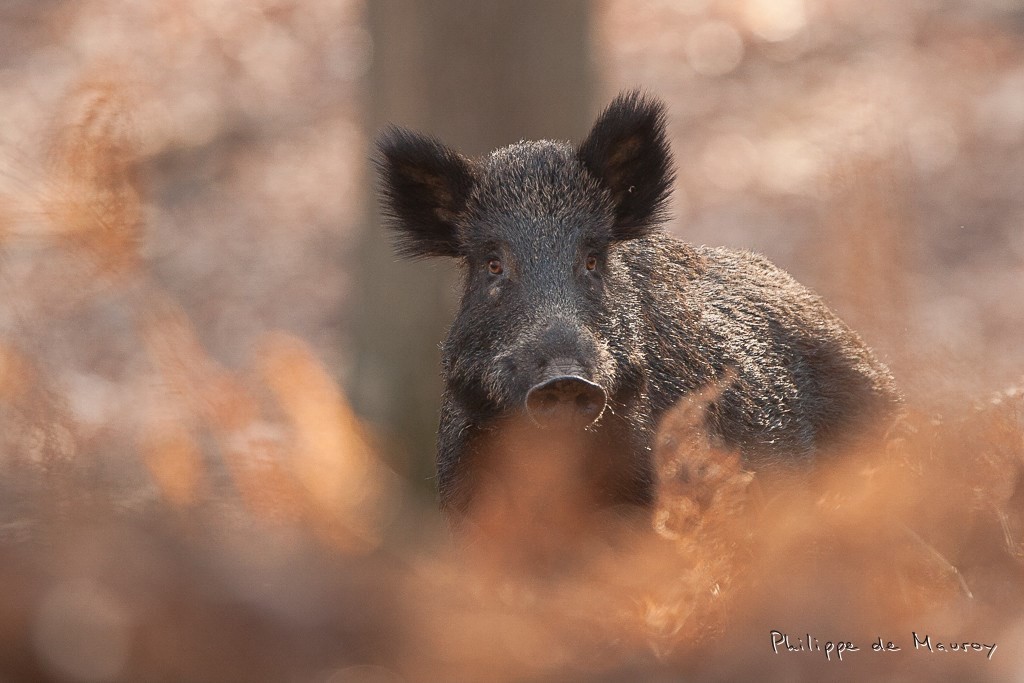 Sanglier