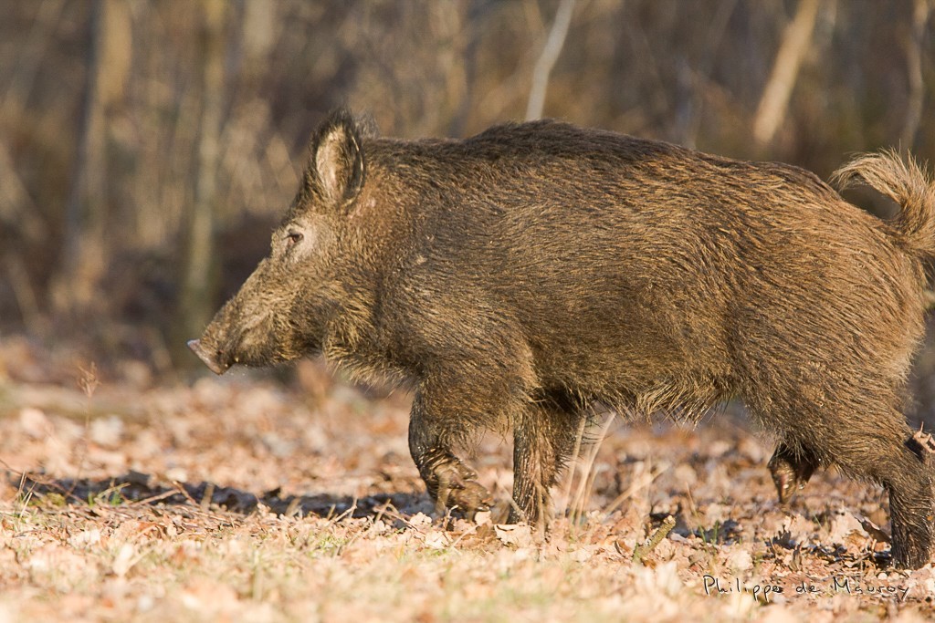 Sanglier