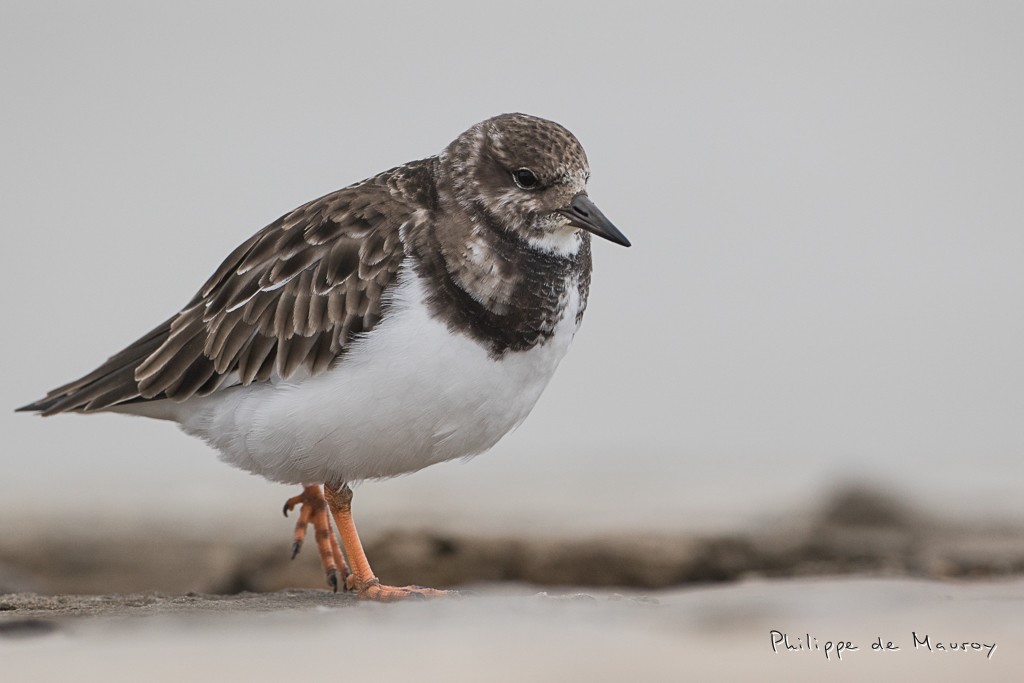 Tournepierre à collier
