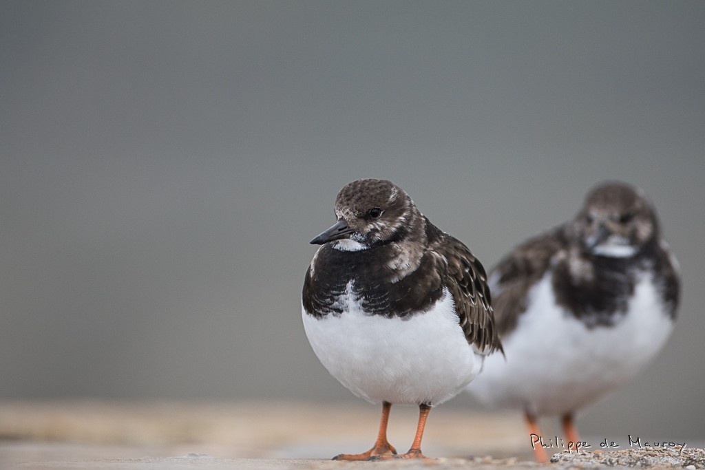 Tournepierre à collier