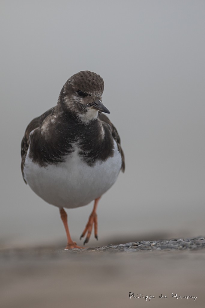 Tournepierre à collier