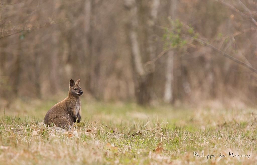 Wallaby