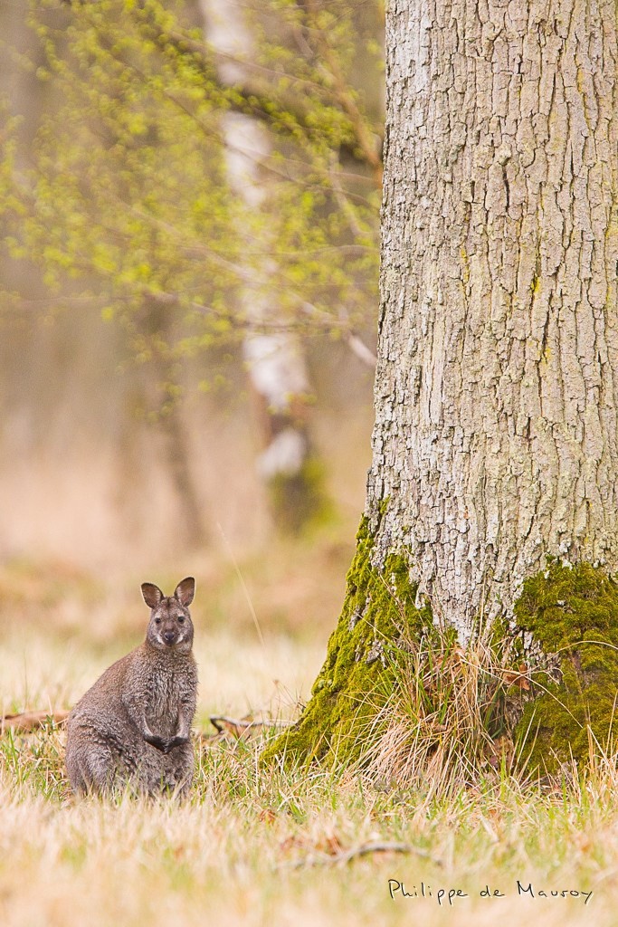 Wallaby