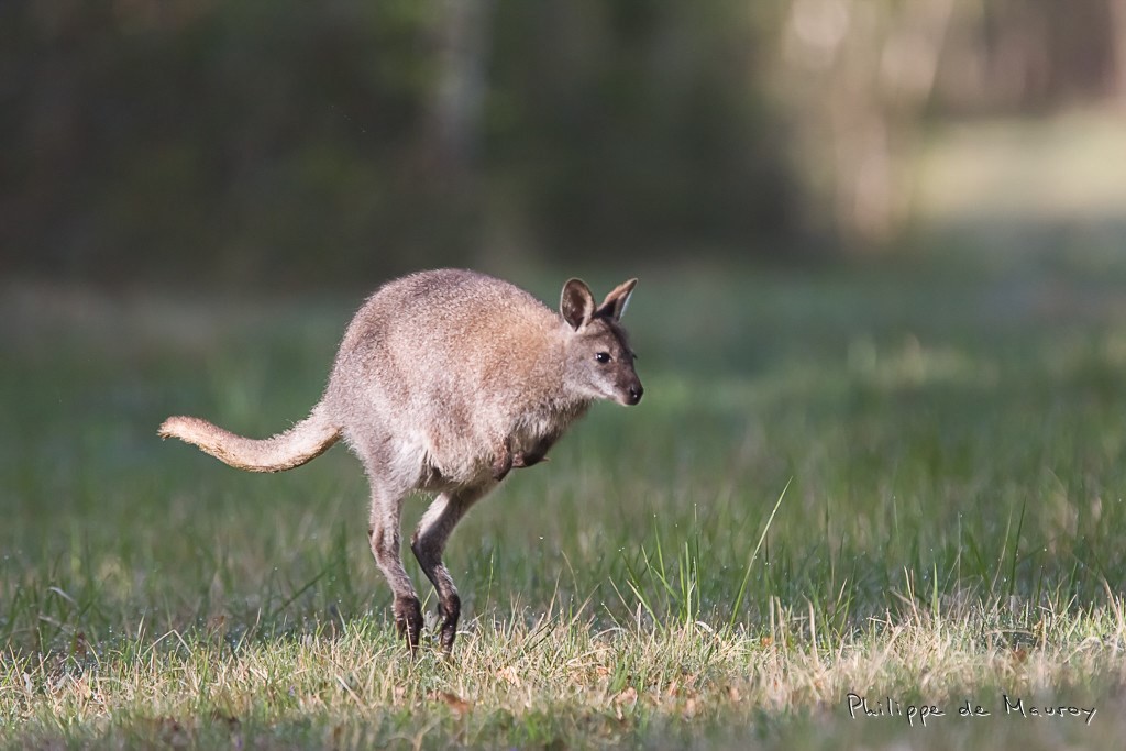 Wallaby