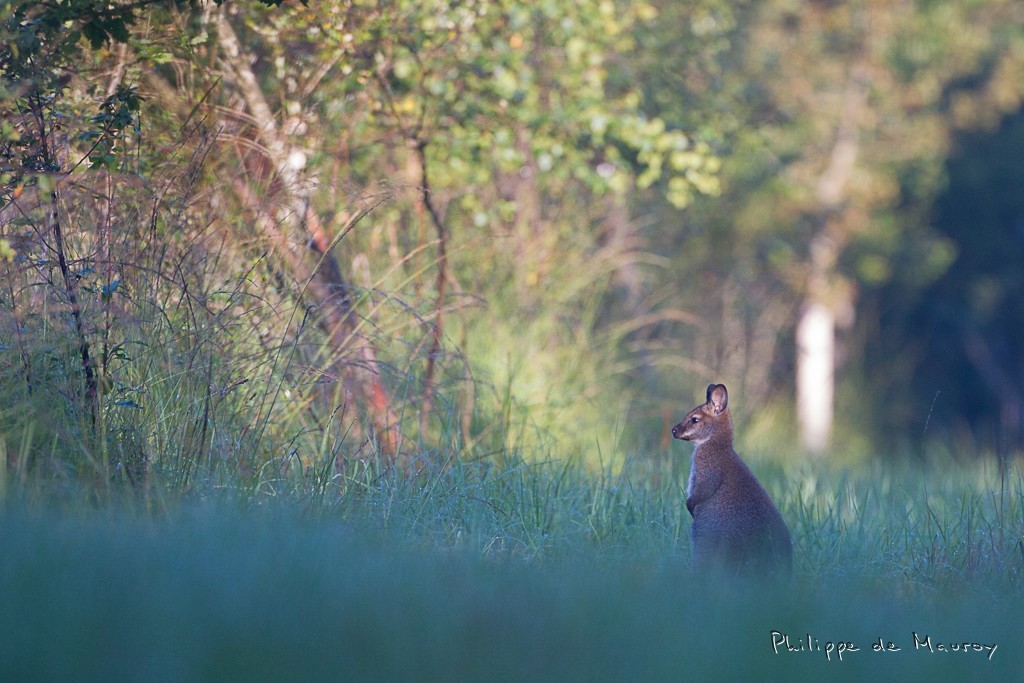 Wallaby