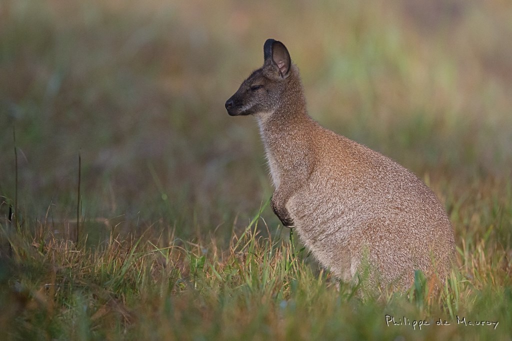 Wallaby