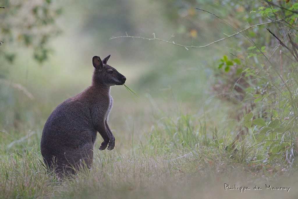 Wallaby