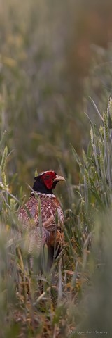 Coq en goguette