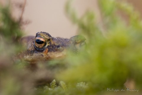 l'oeil du crapaud