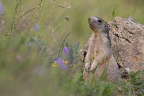 Marmotte