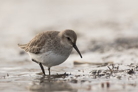 Bécasseau variable