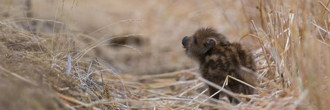 Tout petit, mon ami