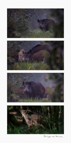 Bêtes rousses, bêtes noires