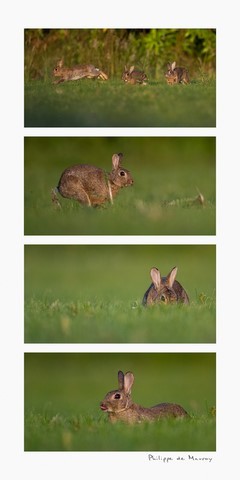 Lapins au vert