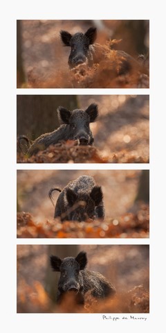 Bête noir aux fougères