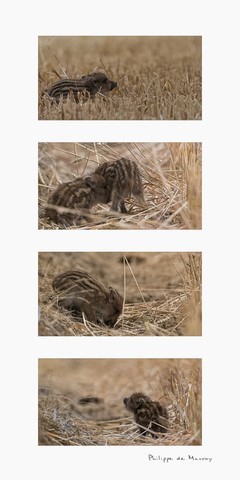 Tout petits, les rayés