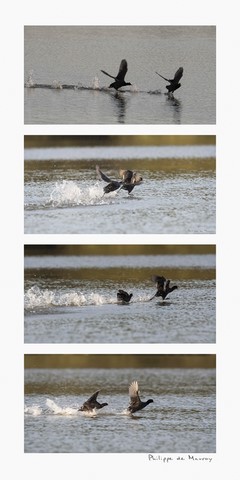Les foulques s'emmèlent