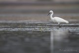 Aigrette garzette