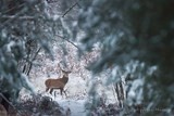 Le cerf Noël ?