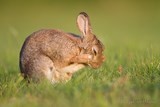 Lapin