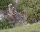Marmotte