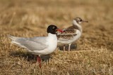 Mouette mélanocéphale