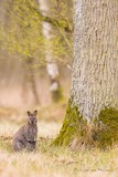 Wallaby